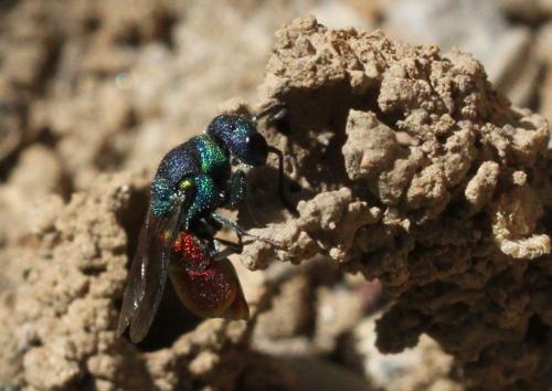 Pseudochrysis neglecta